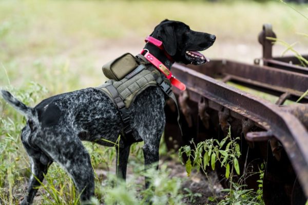 SAFESHOOT Defender Hunting Friendly Fire Prevention & Dog Safety Solution - NEW 2020 Technology 3